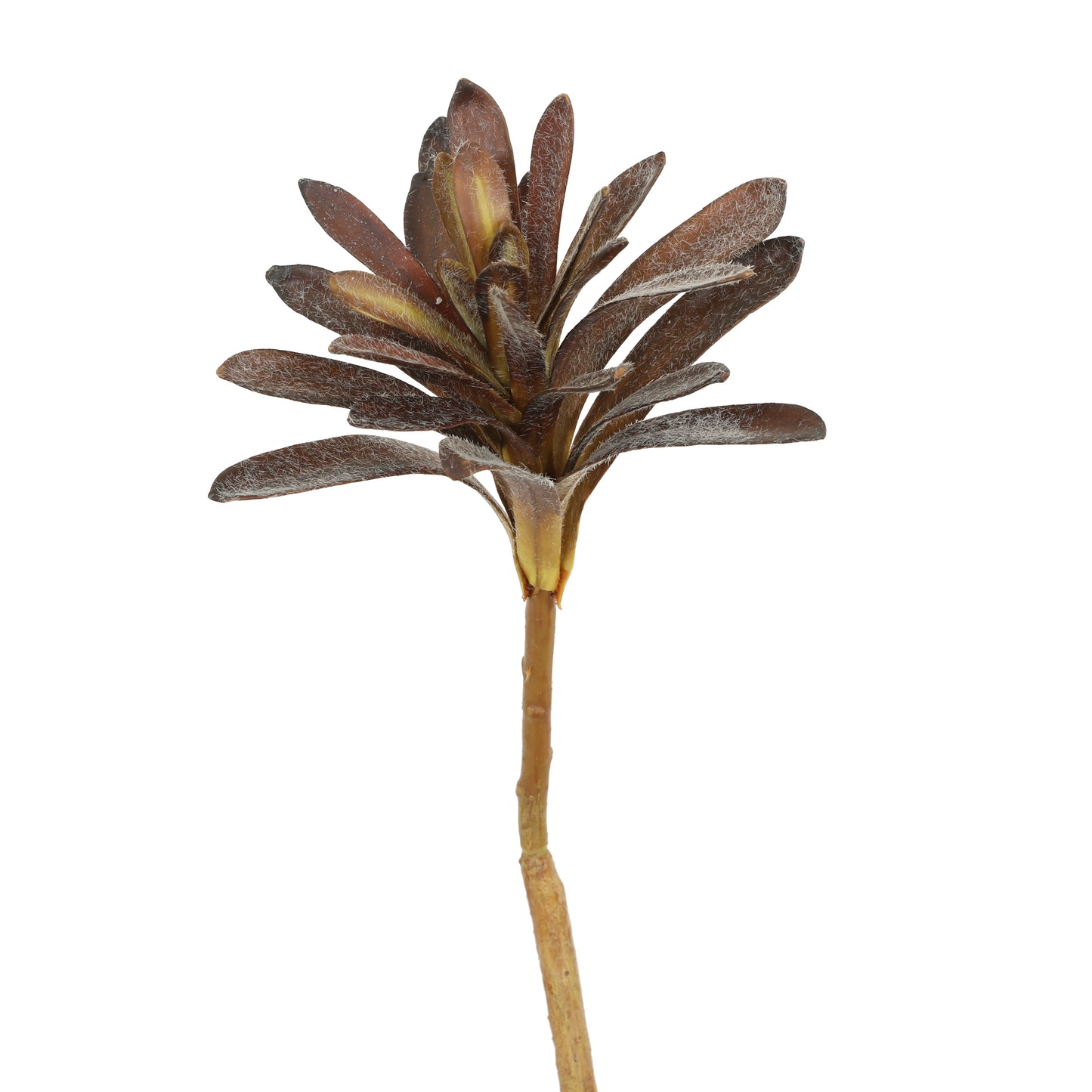 31" Sullulent Stem x 1