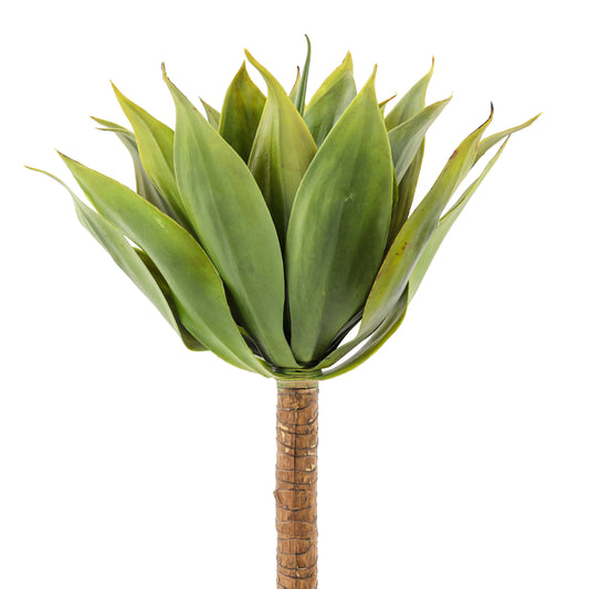 Agave Plant W 23 Lvs | The Gallery