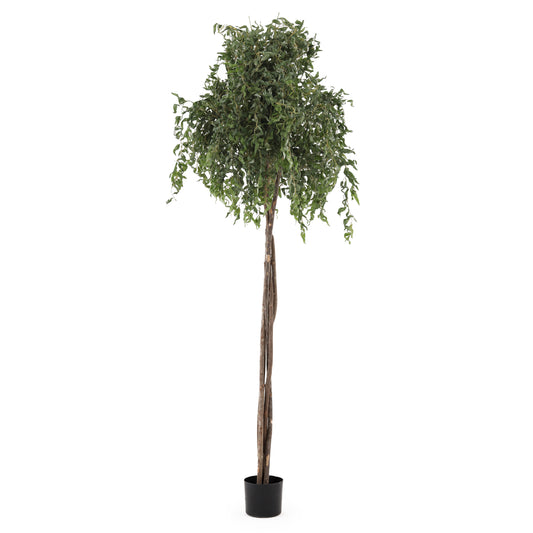 6 ft Curly Willow Tree | The Gallery