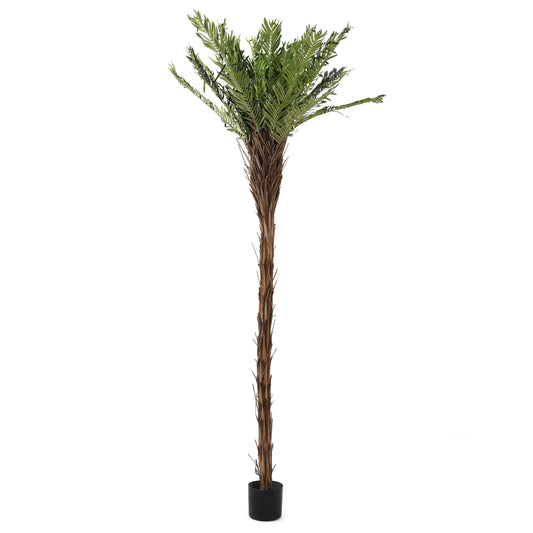 7 ft Cycas Palm Tree | The Gallery