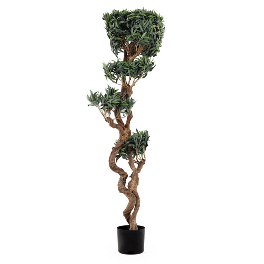 4.5 ft Oriental Podocarpus Tree | The Gallery