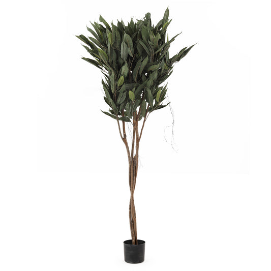 5' Fat Ficus Al 11 Multi Tree | The Gallery