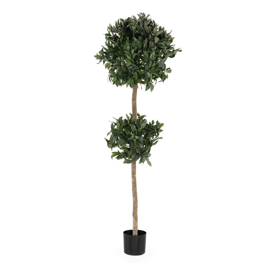 Double Topiary Tree | The Gallery