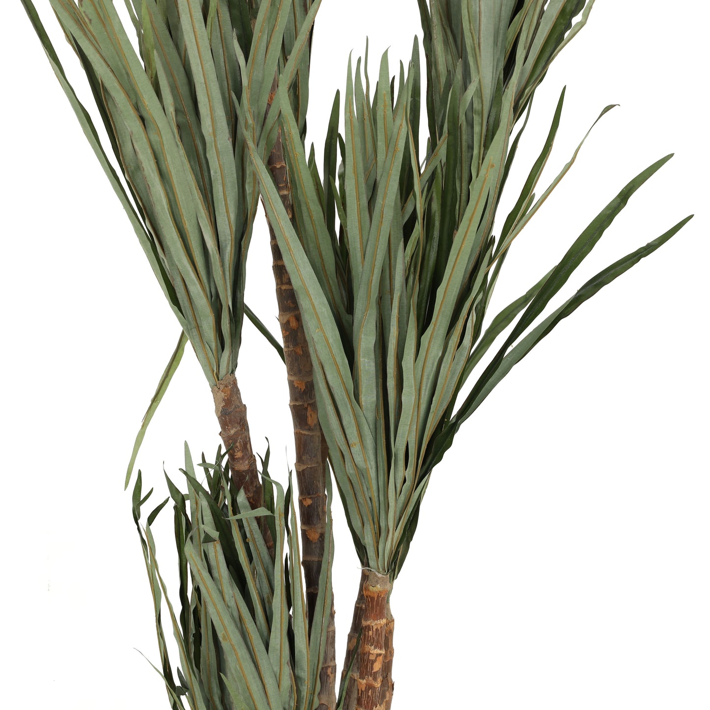 5 ft New Dracanea Marginata Tree x5 w/2  x7 heads of 399 Lea