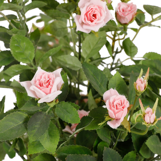 Diamond Rose Tree | The Gallery