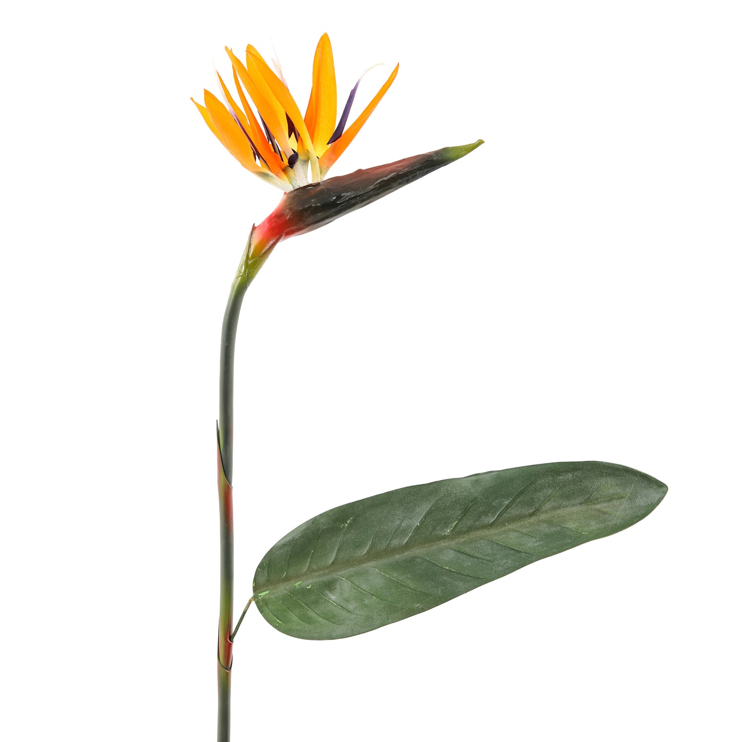 Great Bird Of Paradise Orange Flower | The Gallery