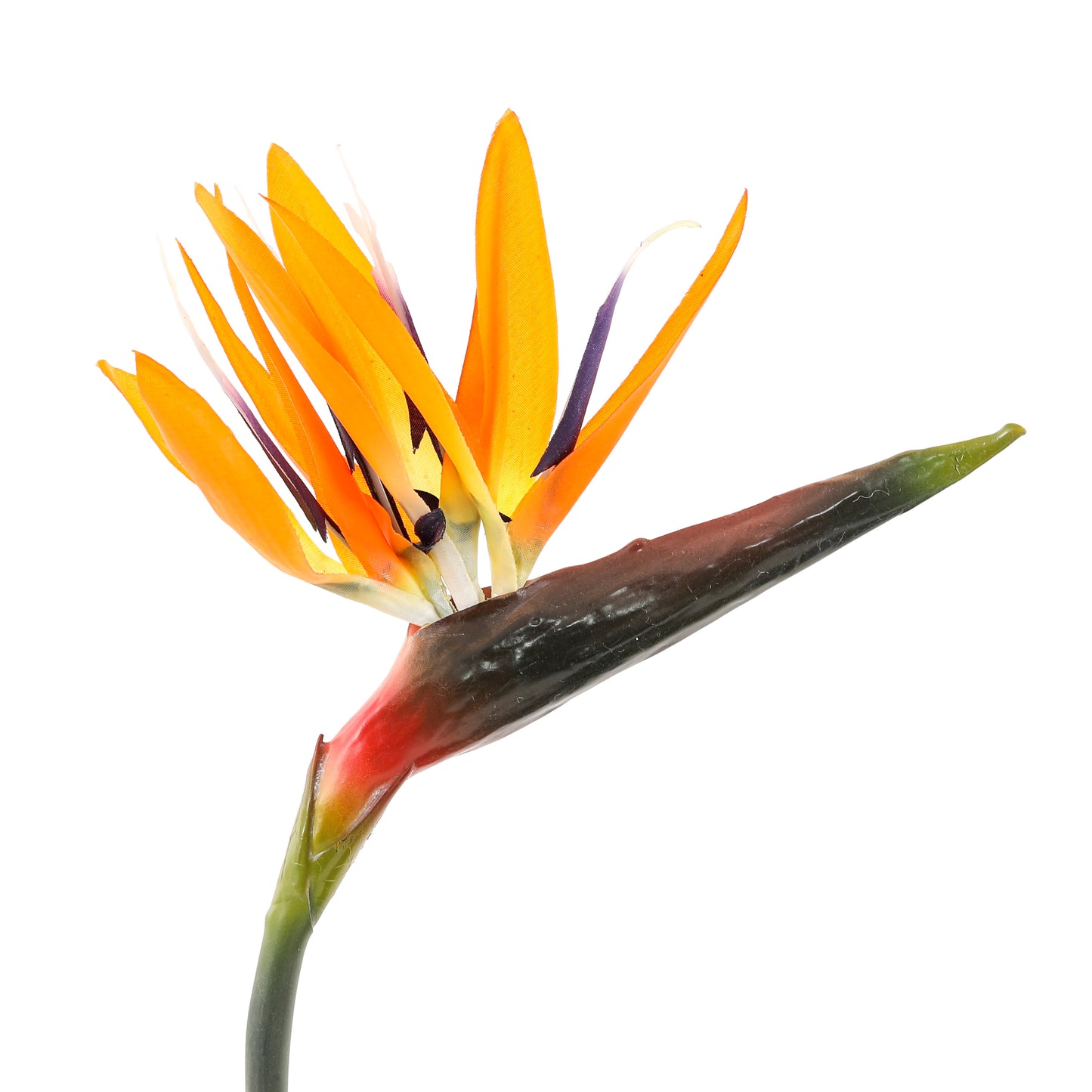 Great Bird Of Paradise Orange Flower | The Gallery