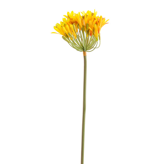 26 Flowers Agapanthus Spray Yellow Green | The Gallery