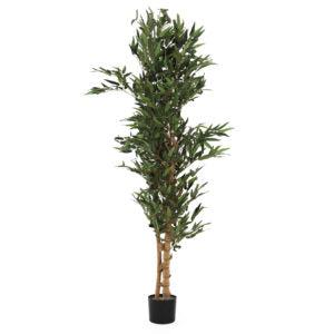 5 ft Chinese Bamboo Belly Tree | The Gallery