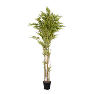 6' Bamboo Nitida Tree | The Gallery