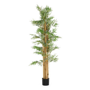 6 ft New Japanese Bamboo Tree | The Gallery