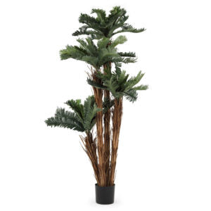 5 ft Mini Cycas Palm Tree | The Gallery