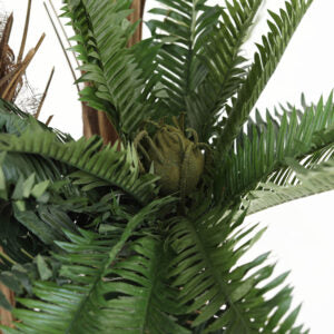 5 ft Mini Cycas Palm Tree | The Gallery