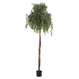 6 ft Curly Willow Tree | The Gallery