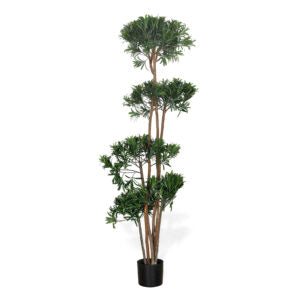 5 ft Podocarpus Tree | The Gallery