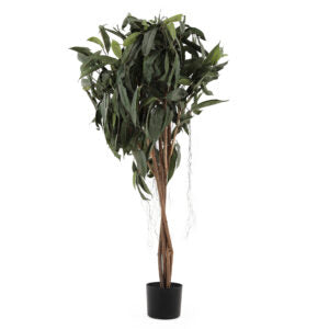 4' Fat Ficus Al 11 Multi Tree | The Gallery