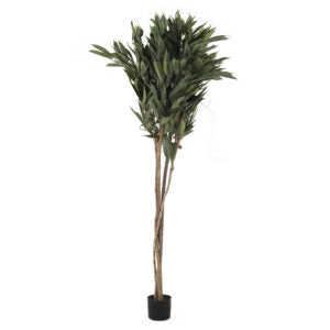 6' Fat Ficus Al 11 Multi Tree | The Gallery