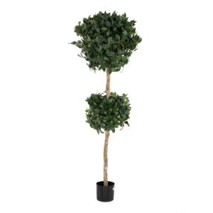 5 Sweet Bay Double Ball Tree | The Gallery