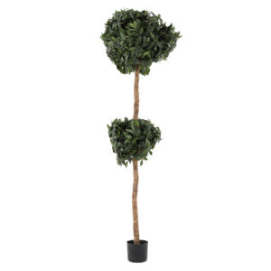 6 Sweet Bay Double Ball Tree | The Gallery