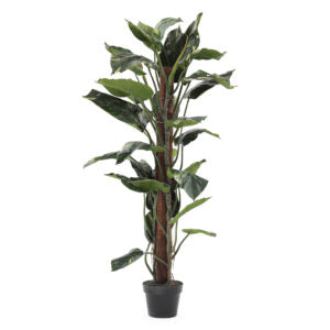 4' Pothos Tree | The Gallery