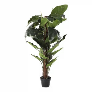 4' Elephants Ear Tree | The Gallery