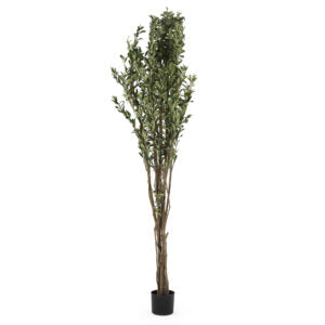 6 ft Olive Wild Tree | The Gallery