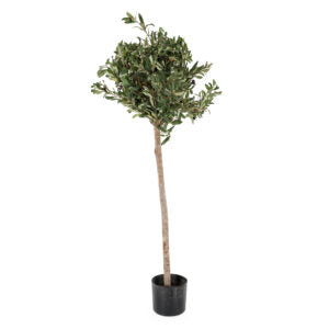 4 ft Olive Parasol Tree | The Gallery