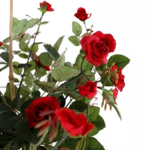 3' Rose Topiary | The Gallery