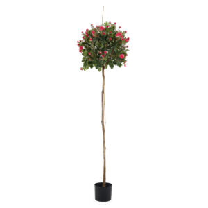 5' Rose Topiary | The Gallery