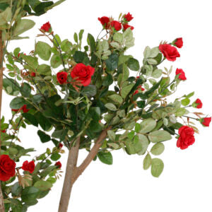 4' Rose Tree | The Gallery