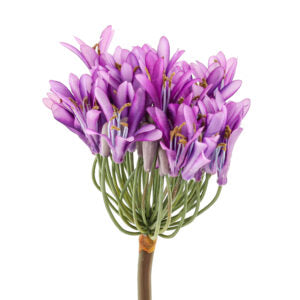 26 Flowers Agapanthus Spray Purple | The Gallery