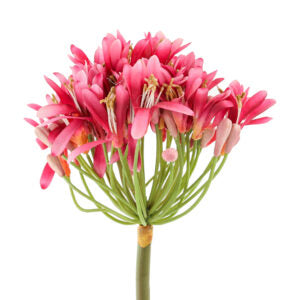 26 Flowers Agapanthus Spray Fuchsia | The Gallery