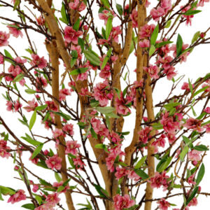 Tree with Pink Flowers | The Gallery